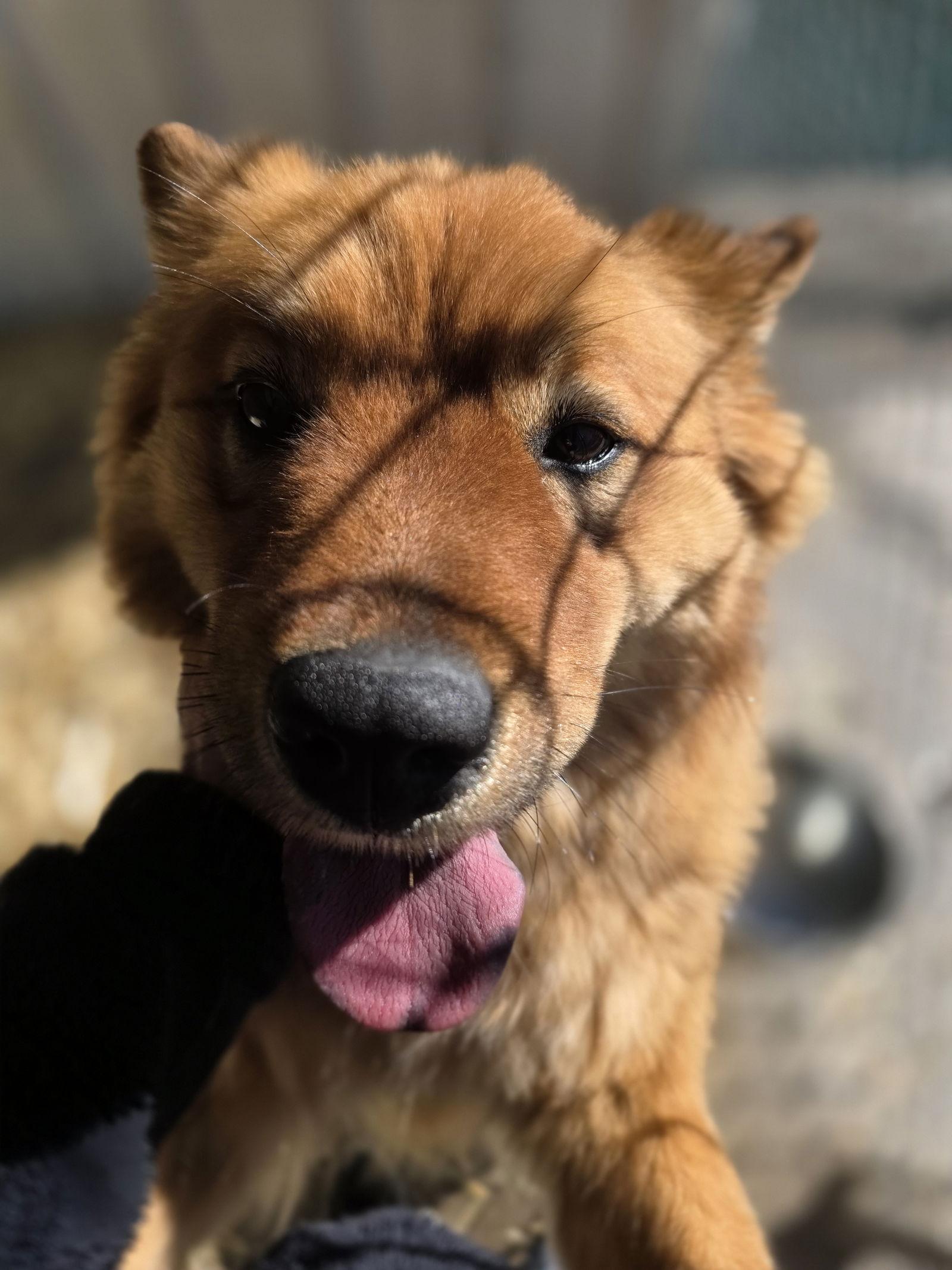 Ginger, a Adoptable Chow Chow in Monte Vista, CO image 3/3