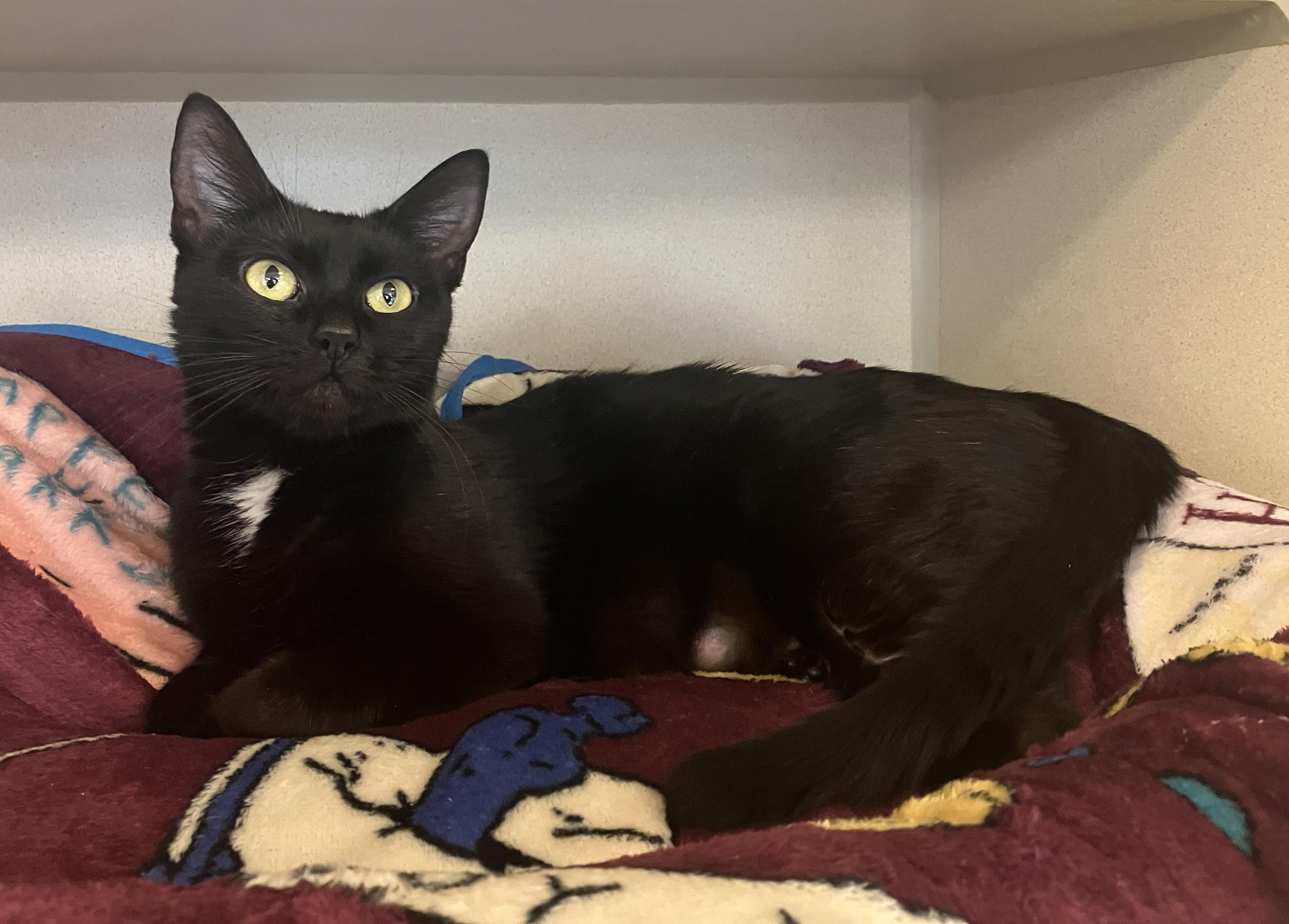 Enlarge Showgirl, a ADOPTABLE Domestic Short Hair in Eatontown, NJ image 3/3