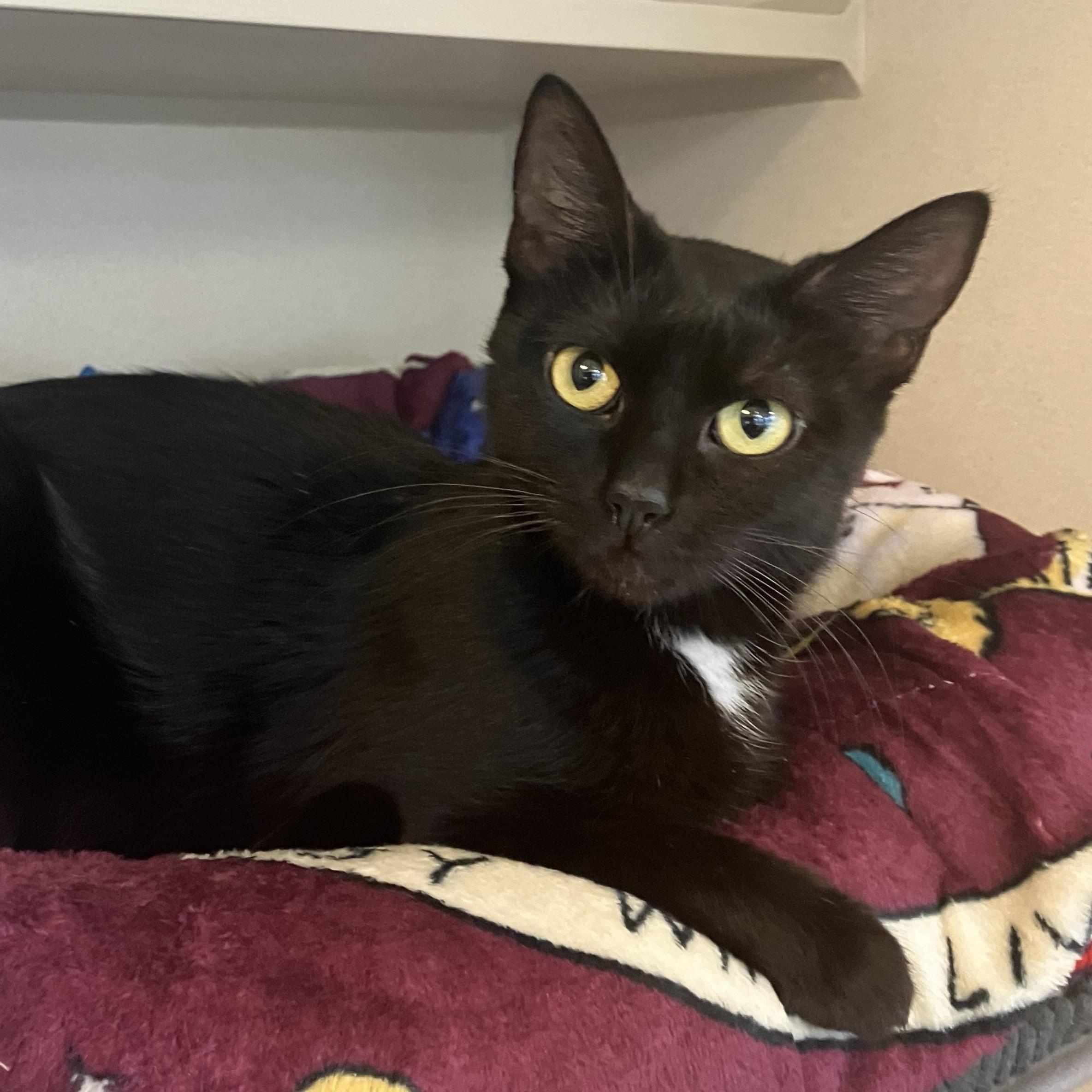 Showgirl, ADOPTABLE, Young Female Domestic Short Hair.