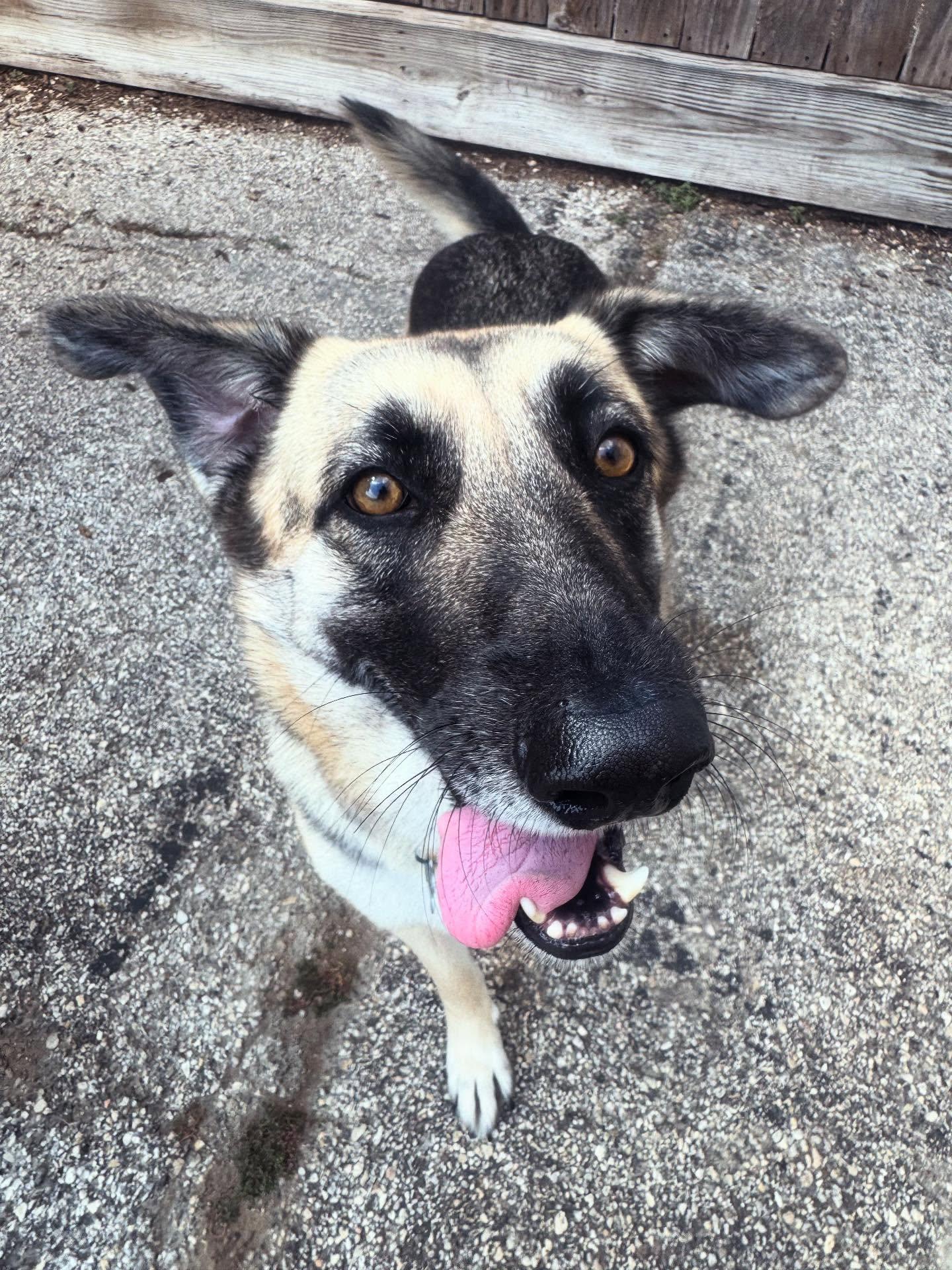 Enlarge Wren, a Adoptable Shepherd in Houston, TX image 1/3