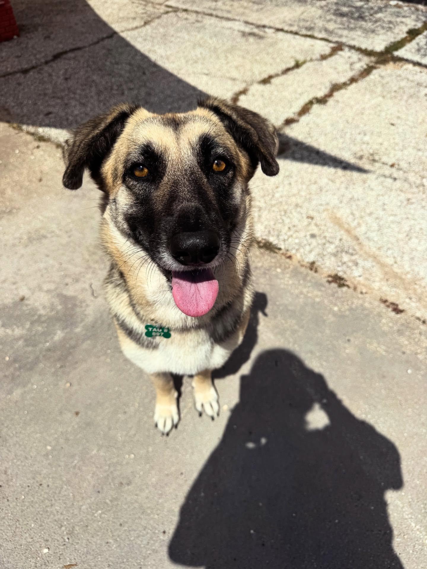 Enlarge Wren, a Adoptable Shepherd in Houston, TX image 2/3