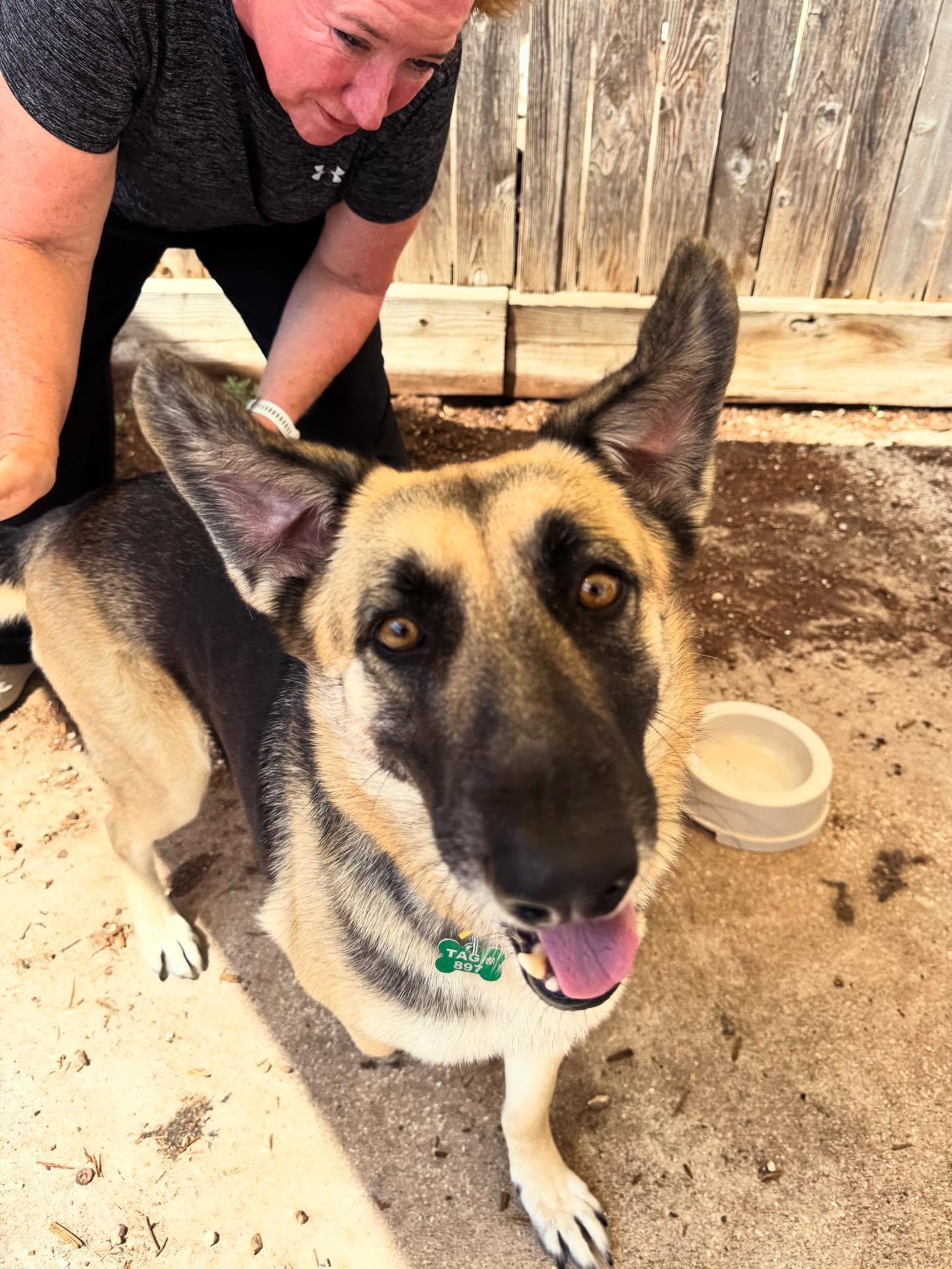 Enlarge Wren, a Adoptable Shepherd in Houston, TX image 3/3