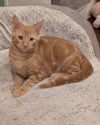 Enlarge Vortex, a Adoptable Domestic Short Hair in Belleville, MI image 1/2