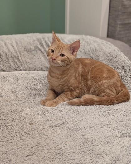 Enlarge Vortex, a Adoptable Domestic Short Hair in Belleville, MI image 2/2