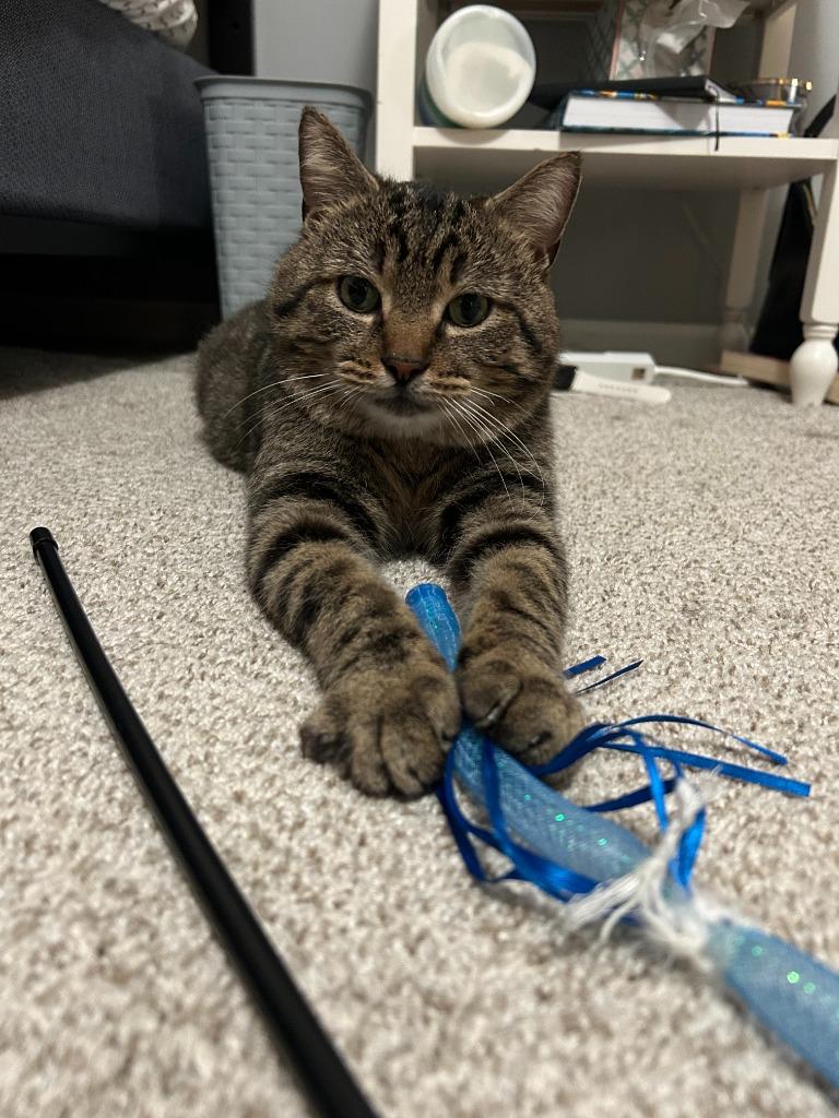 Ninja, Adoptable, Adult Male Domestic Short Hair.