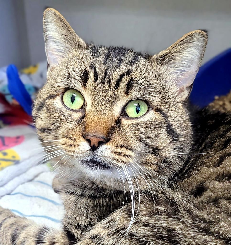 Ninja, a Adoptable mixed breed in Bloomington, IN image 2/6