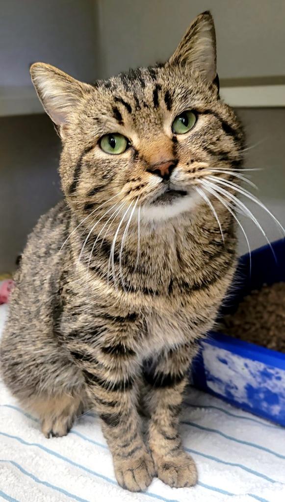 Enlarge Ninja, a Adoptable mixed breed in Bloomington, IN image 3/6