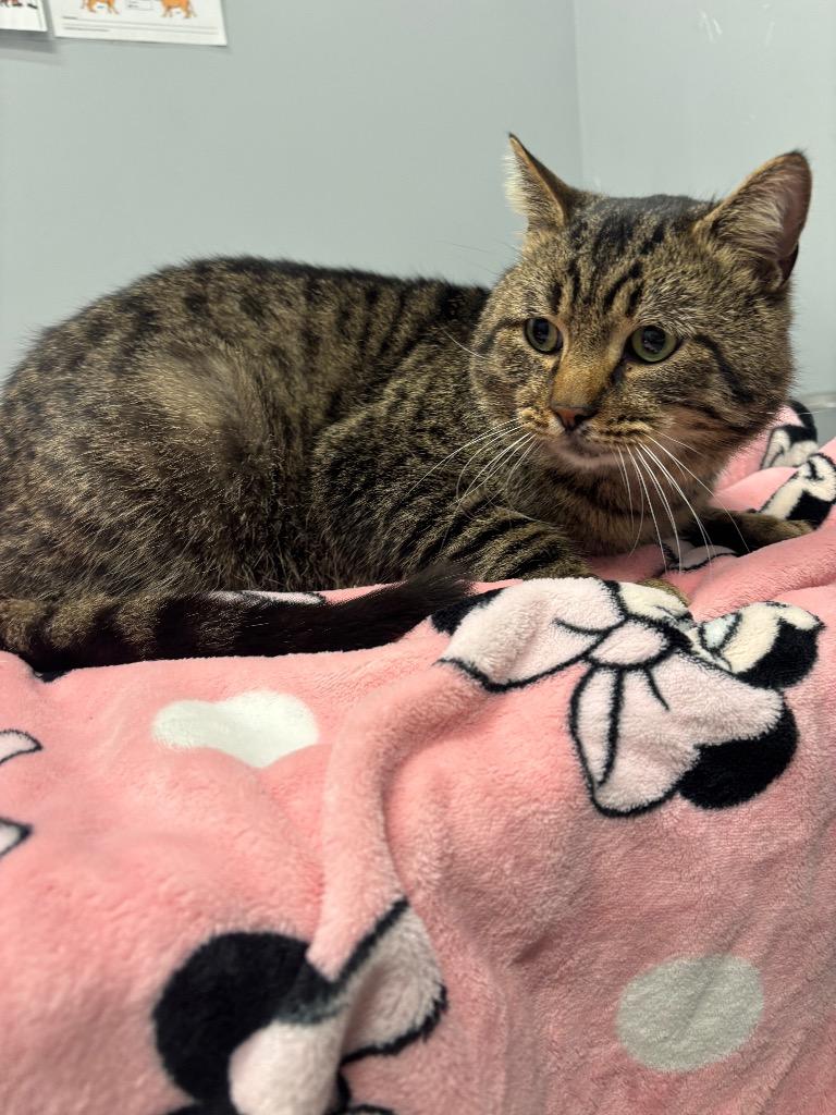 Enlarge Ninja, a Adoptable mixed breed in Bloomington, IN image 5/6