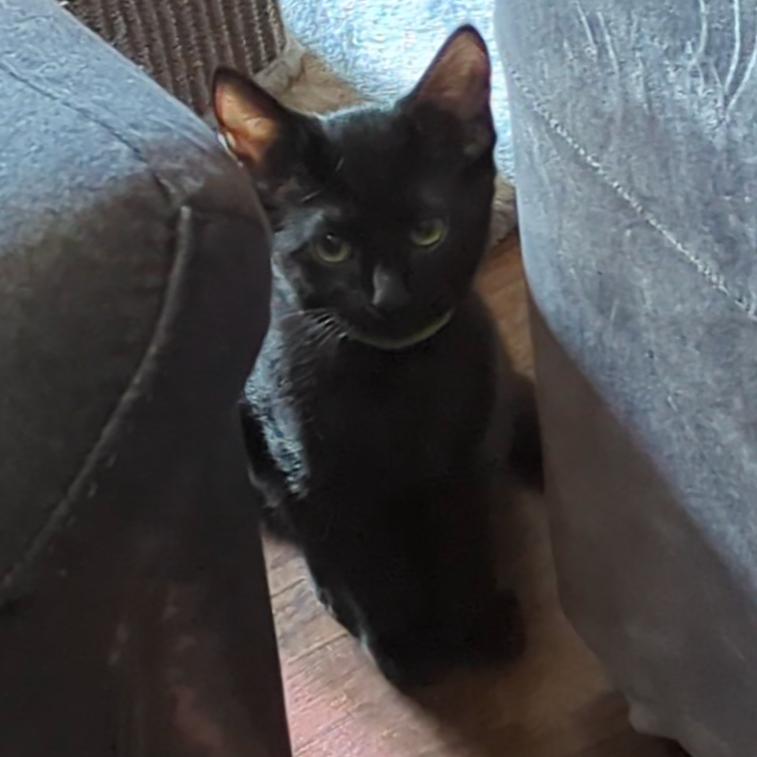 Jax, Adoptable, Kitten Male Domestic Short Hair.