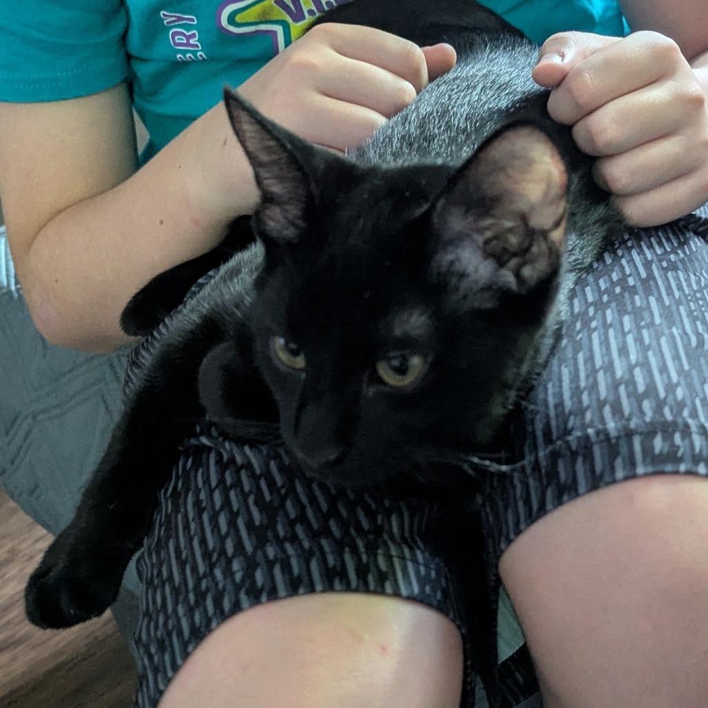 Jax, Adoptable, Young Male Domestic Short Hair.