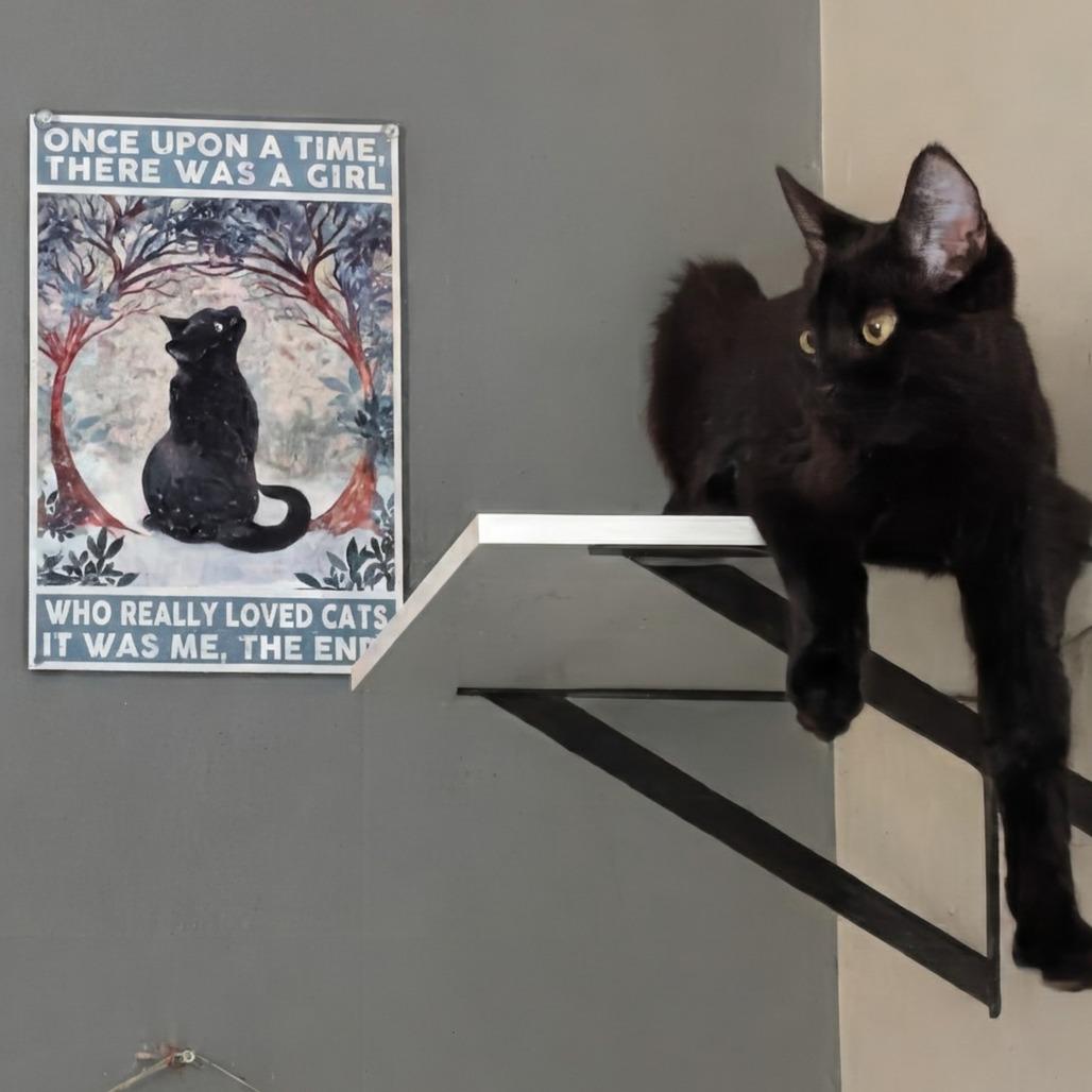 Enlarge Jax, a Adoptable Domestic Short Hair in Traverse City, MI image 3/6