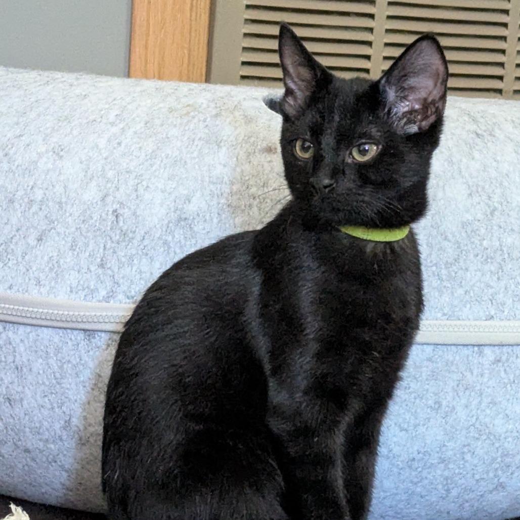 Enlarge Jax, a Adoptable Domestic Short Hair in Traverse City, MI image 4/6