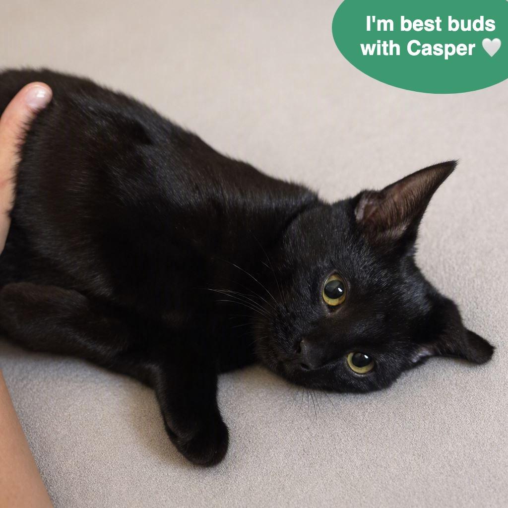 Enlarge Jax, a Adoptable Domestic Short Hair in Traverse City, MI image 5/6