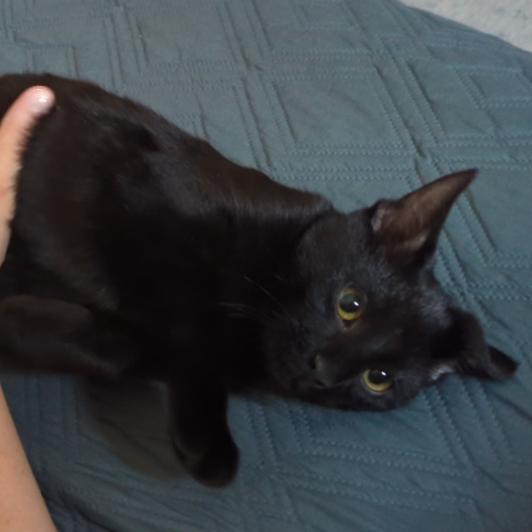 Jax, a Adoptable Domestic Short Hair in Traverse City, MI image 2/5