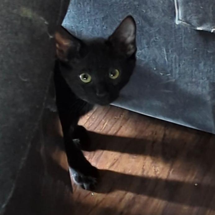 Jax, a Adoptable Domestic Short Hair in Traverse City, MI image 3/5