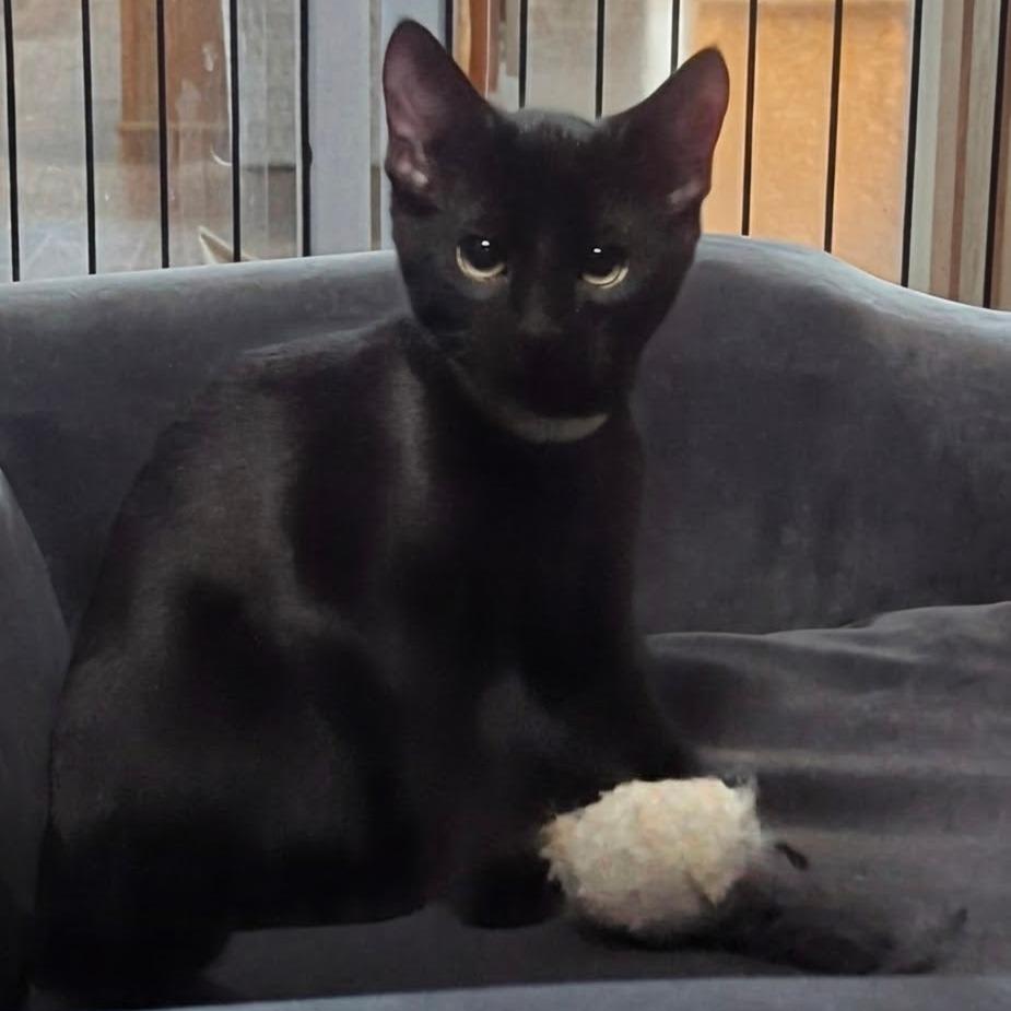 Jax, a Adoptable Domestic Short Hair in Traverse City, MI image 4/5