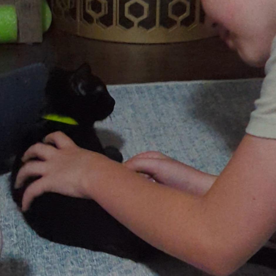 Jax, a Adoptable Domestic Short Hair in Traverse City, MI image 5/5