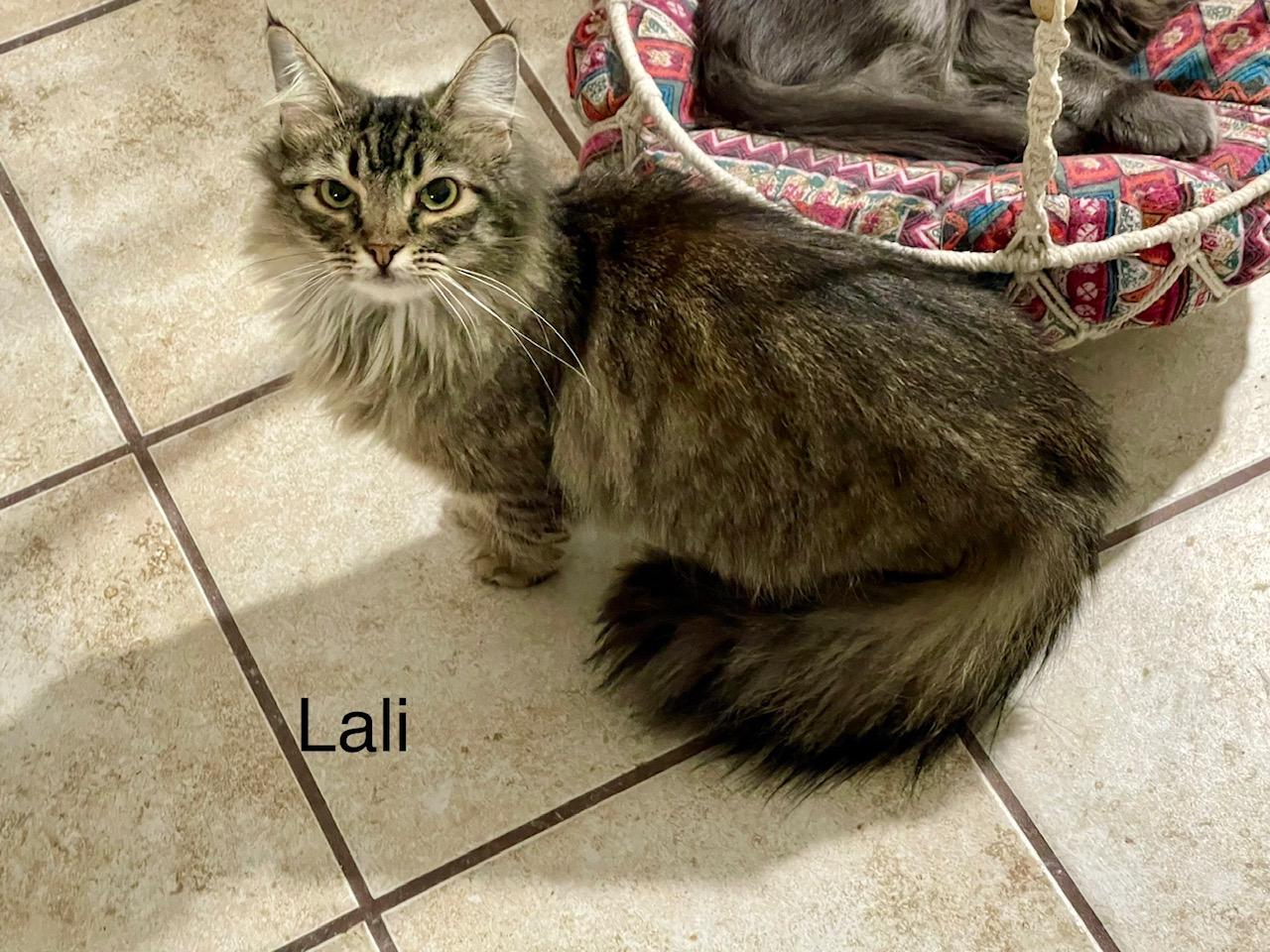 Enlarge Lali, a Adoptable Domestic Medium Hair in Ronan, MT image 1/1