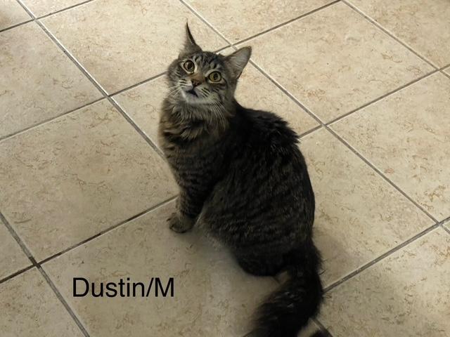 Enlarge Dustin, a Adoptable Domestic Medium Hair in Ronan, MT image 1/1