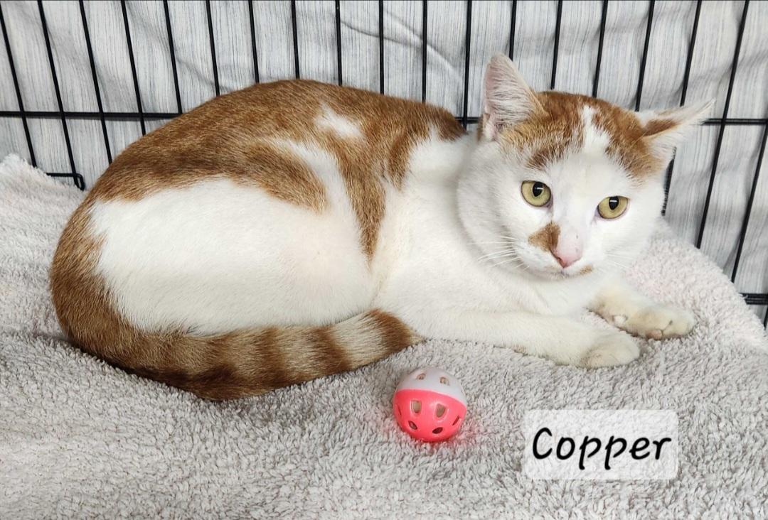 Enlarge Copper, a ADOPTABLE Domestic Short Hair in Durand, WI image 1/1