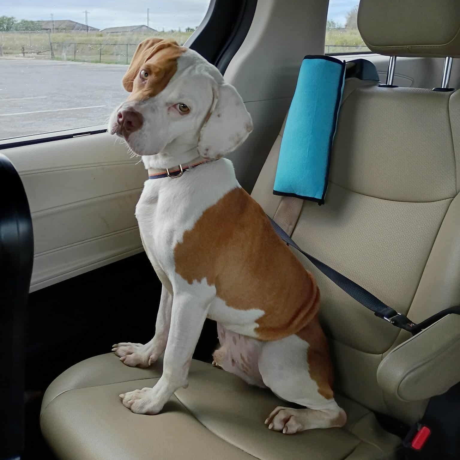 Enlarge Mitch, a Adoptable mixed breed in New Haven, CT image 2/5