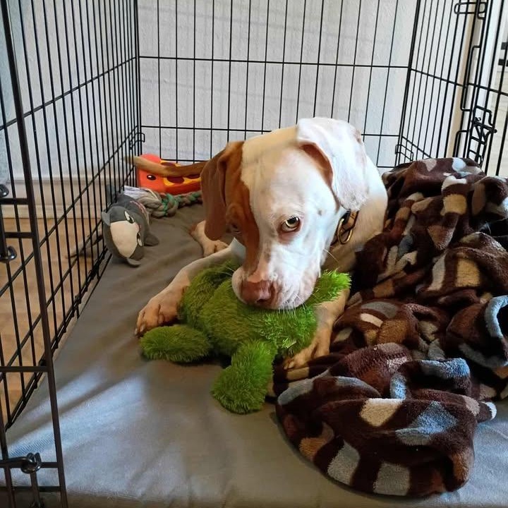 Enlarge Mitch, a Adoptable mixed breed in New Haven, CT image 4/5