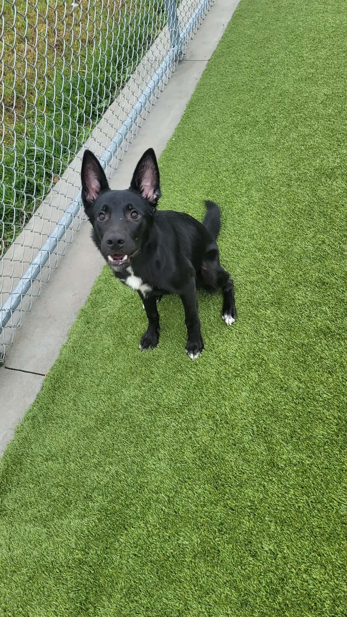 Skip , a ADOPTABLE Australian Kelpie in Liberty, MO image 2/6