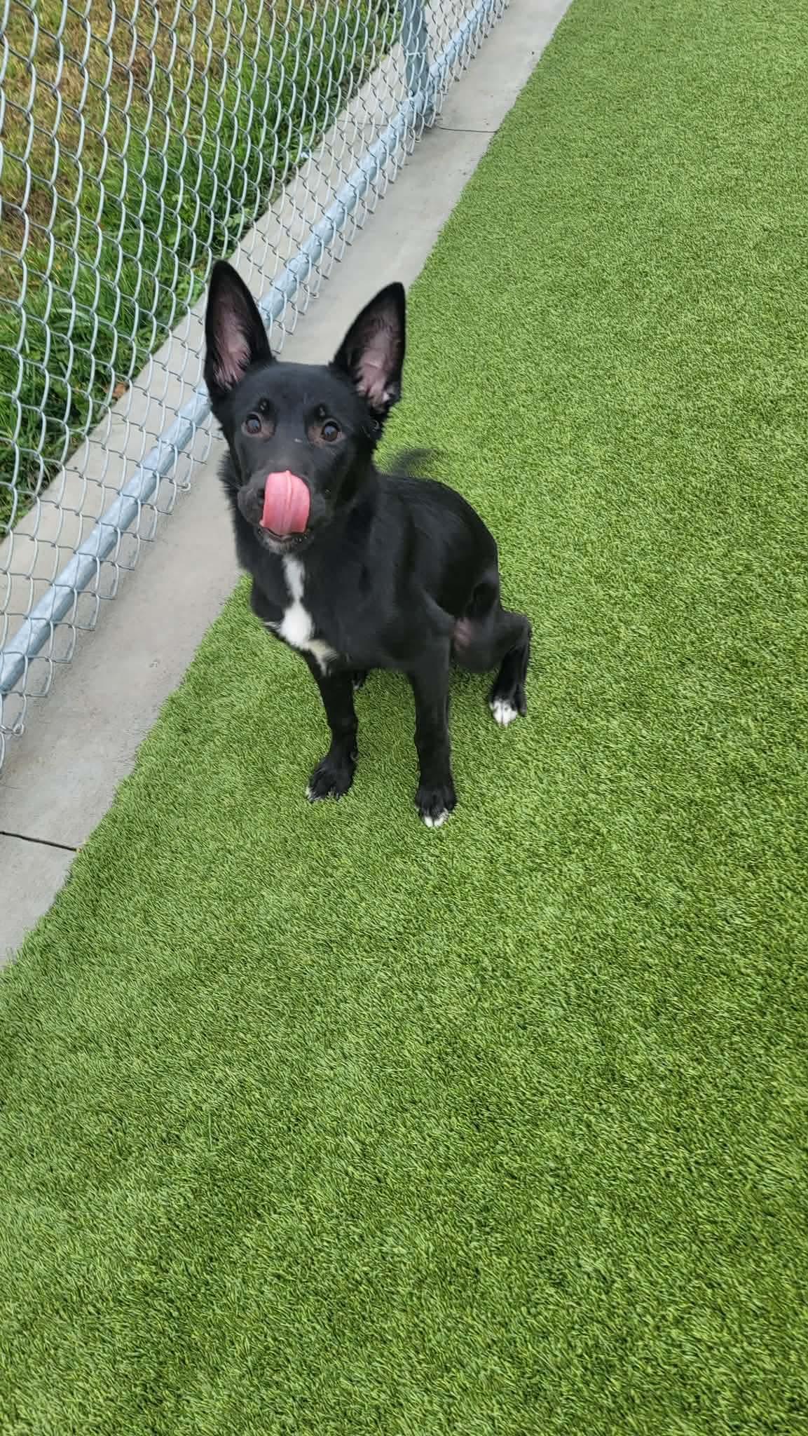 Skip , a ADOPTABLE Australian Kelpie in Liberty, MO image 3/6