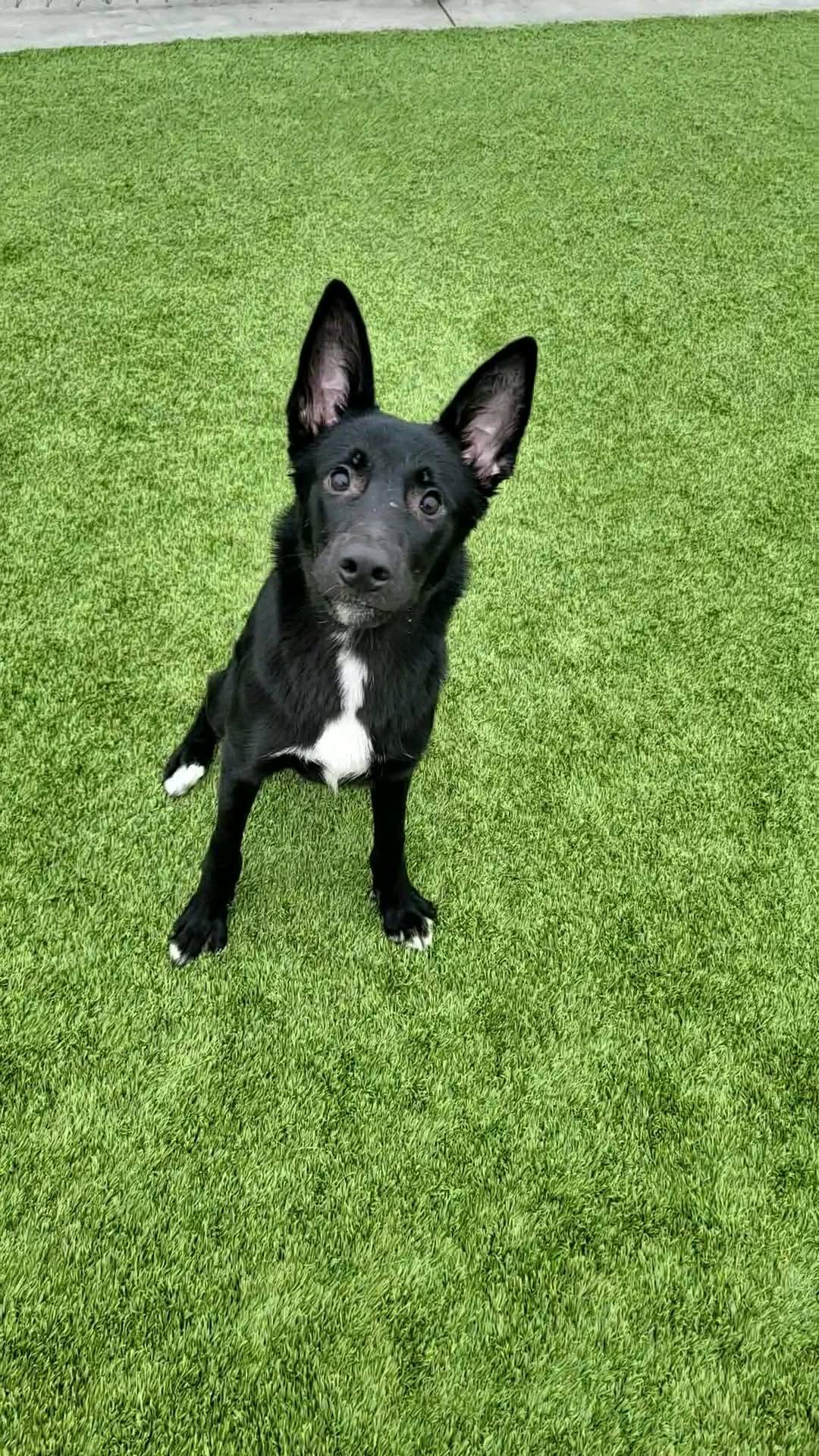 Skip , a ADOPTABLE Australian Kelpie in Liberty, MO image 5/6