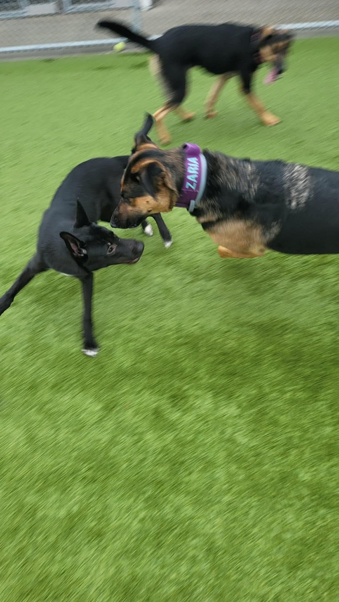 Skip , a ADOPTABLE Australian Kelpie in Liberty, MO image 6/6