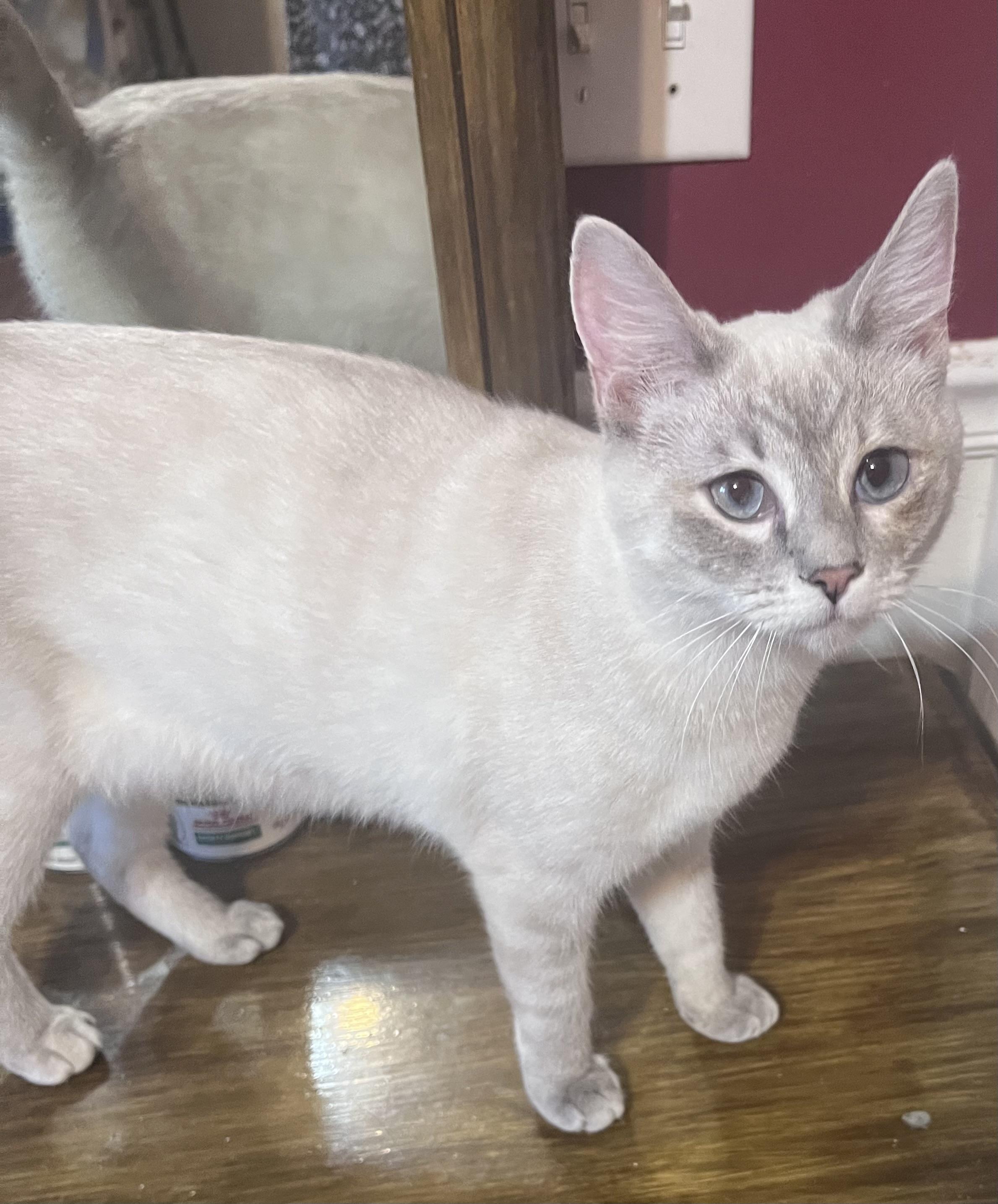 Enlarge Ivy, an adopted Siamese in Columbia, SC image 1/4