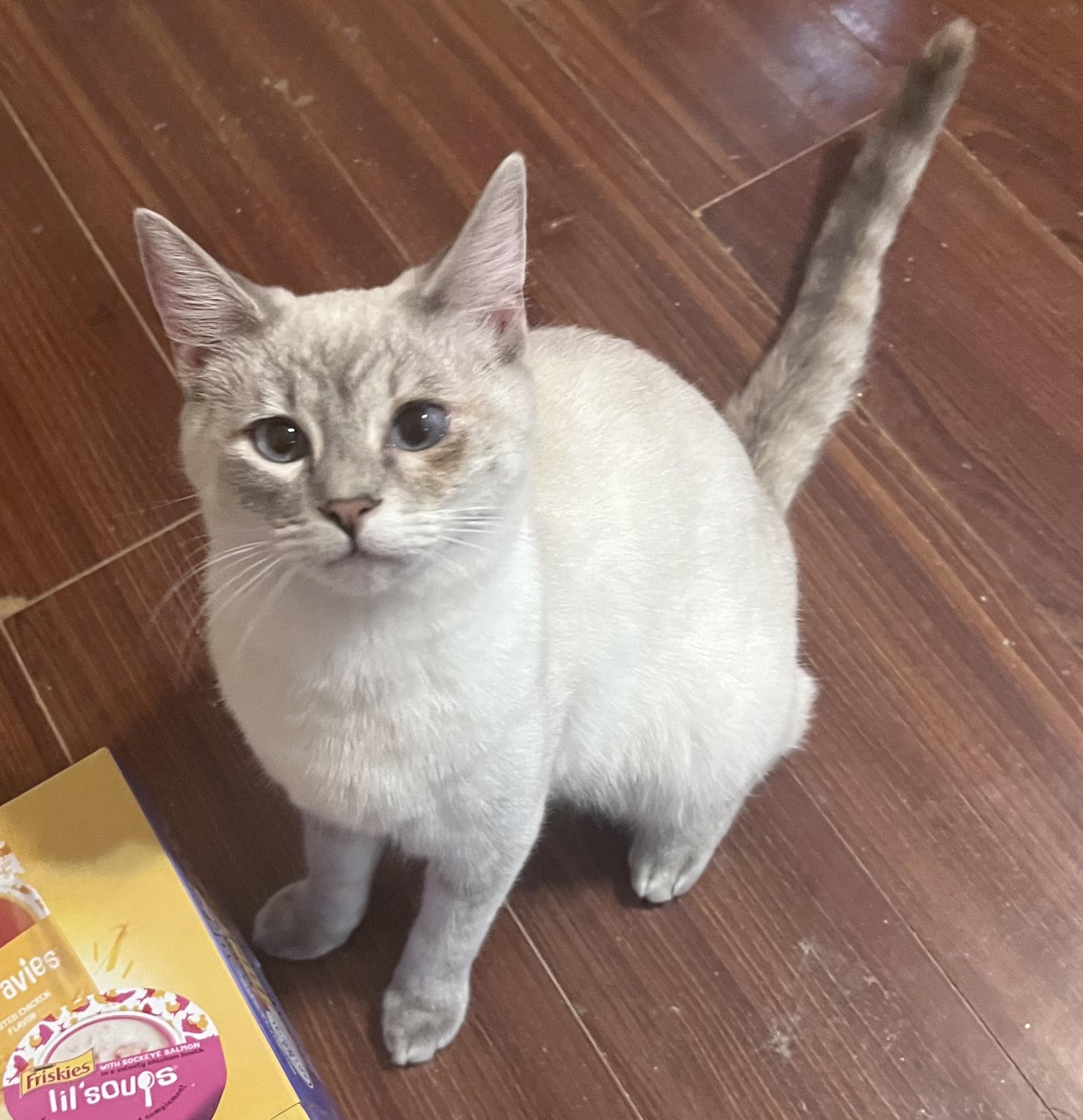 Enlarge Ivy, an adopted Siamese in Columbia, SC image 4/4