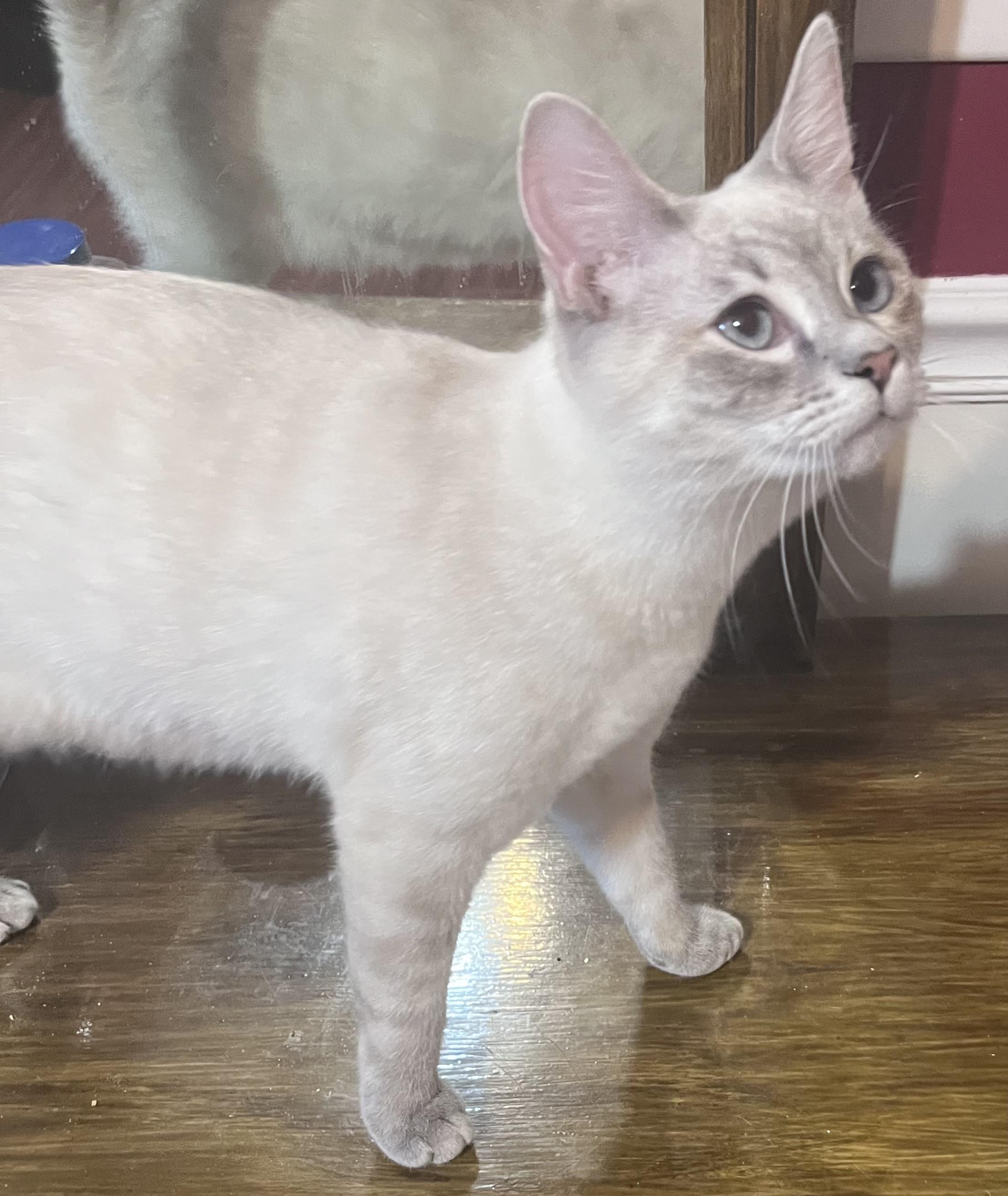Enlarge Ivy, an adopted Siamese in Columbia, SC image 2/4
