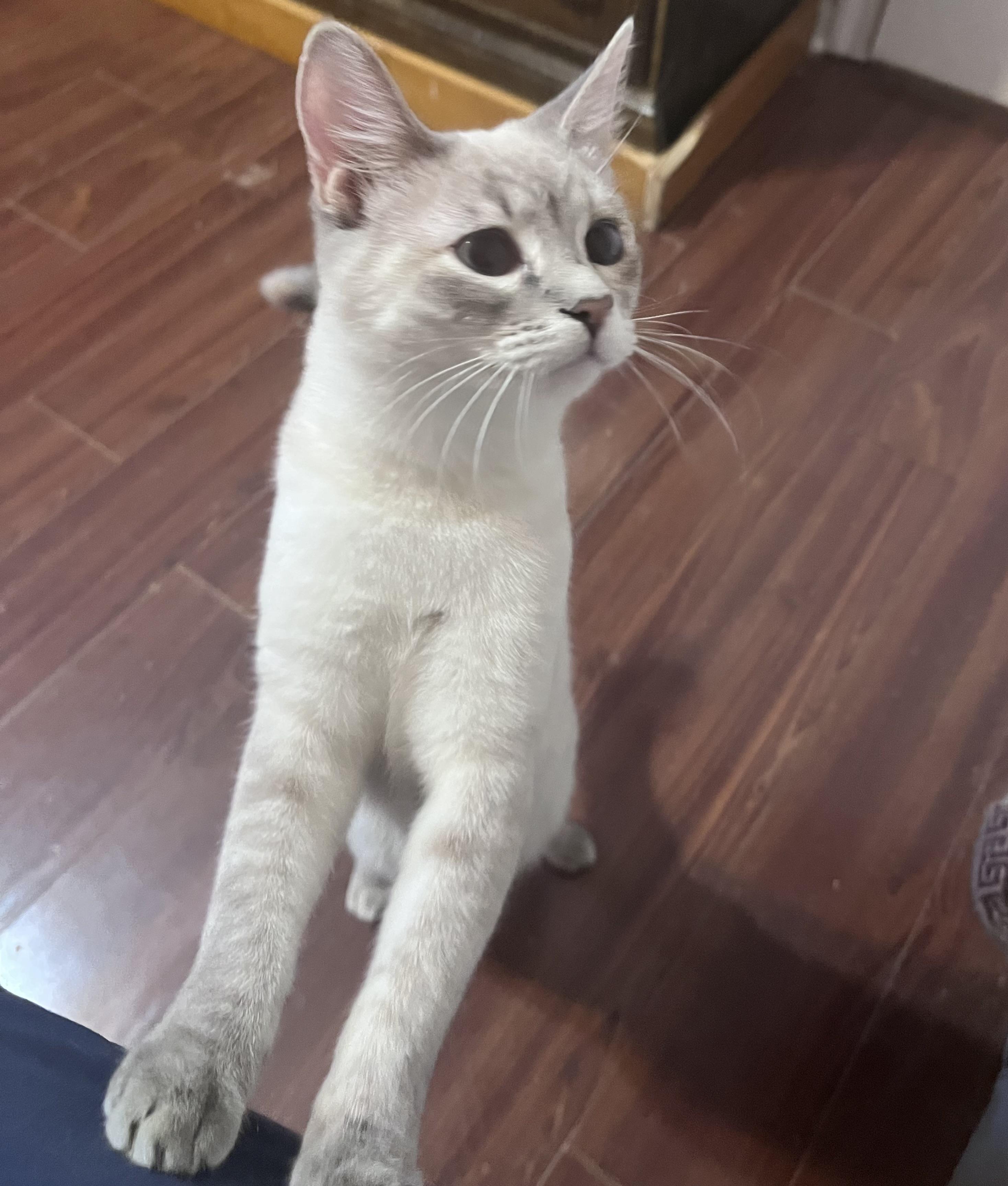 Enlarge Ivy, an adopted Siamese in Columbia, SC image 3/4