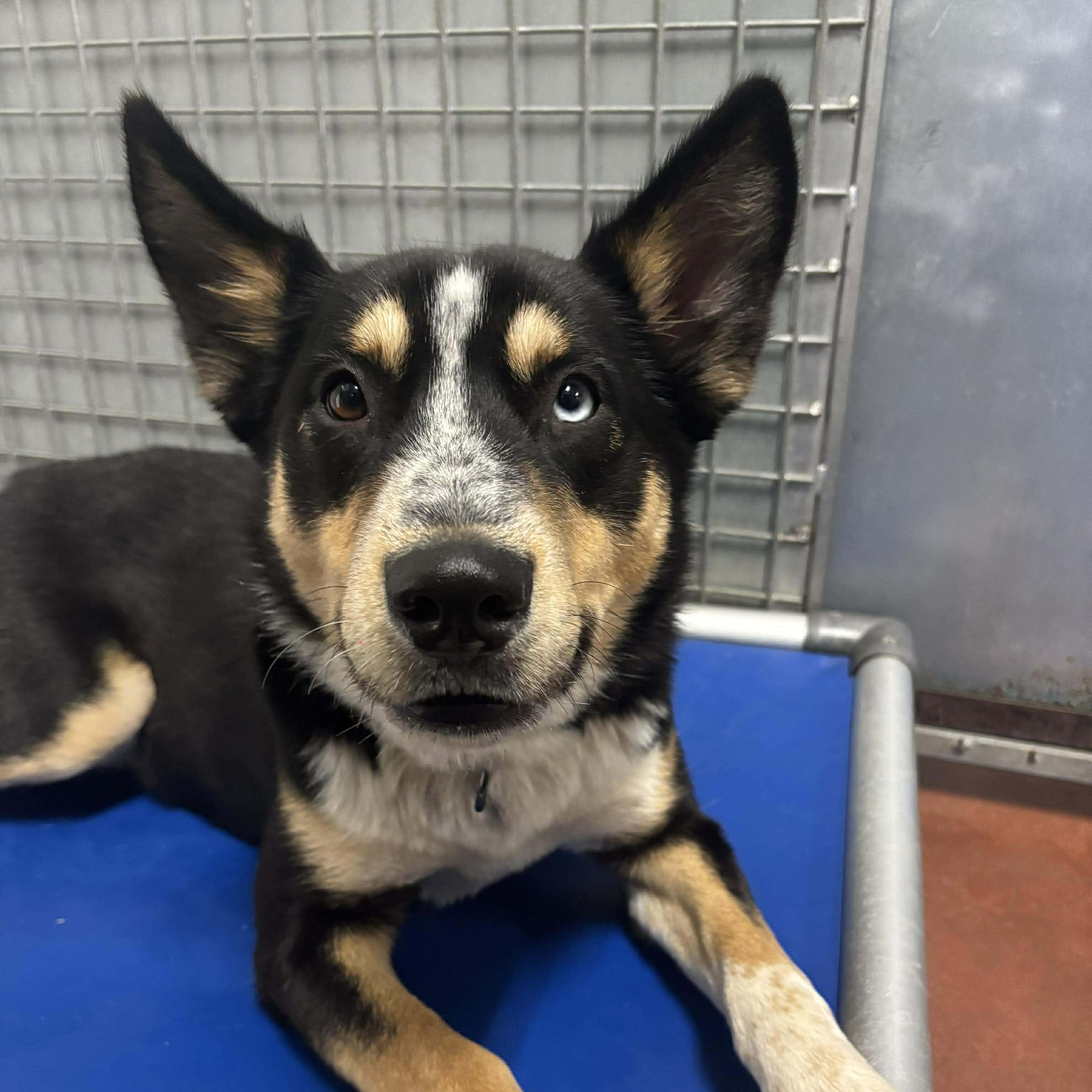 Trinity, Adopted, Young Female Mixed Breed.