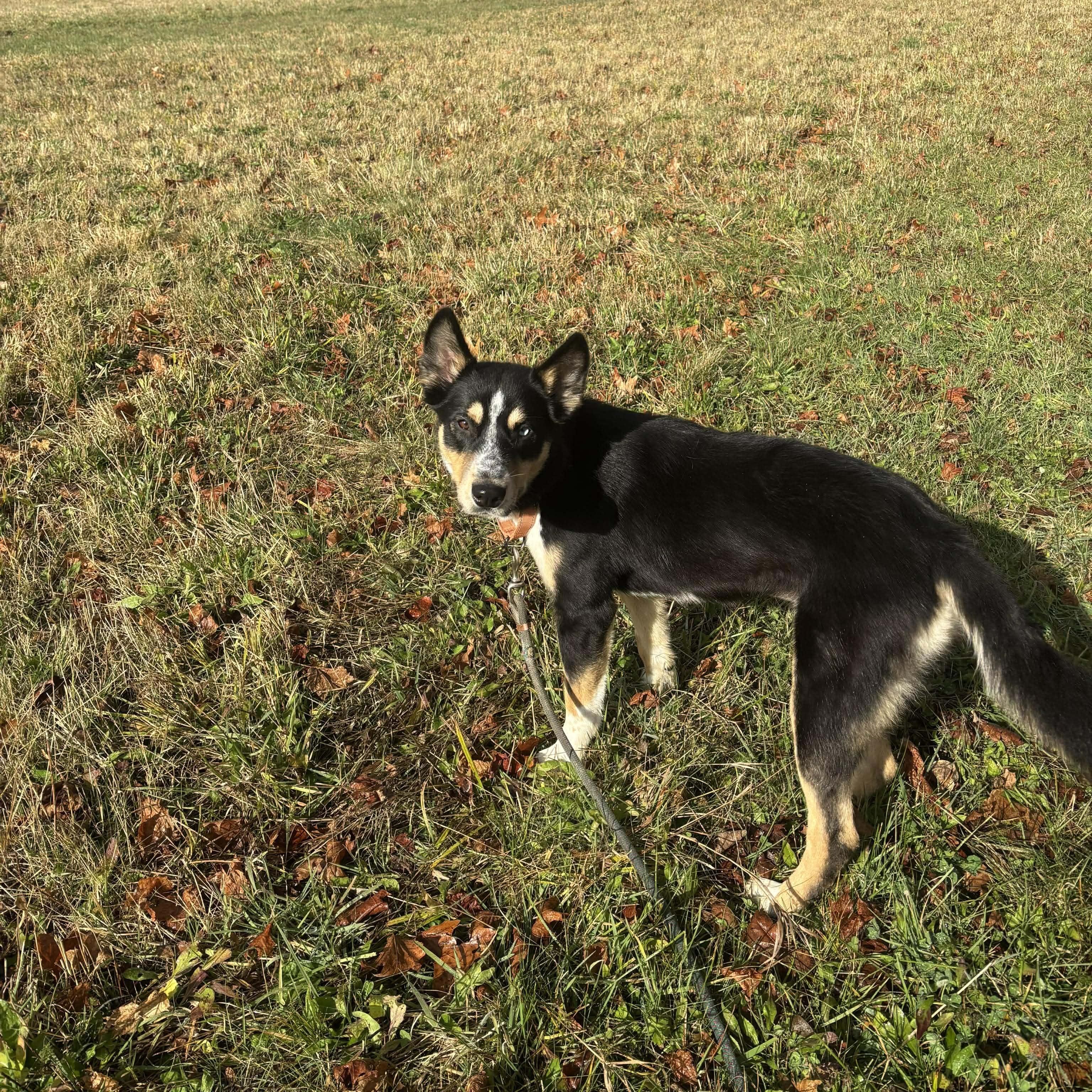 Enlarge Trinity, a Adopted Mixed Breed in Tioga, PA image 3/6