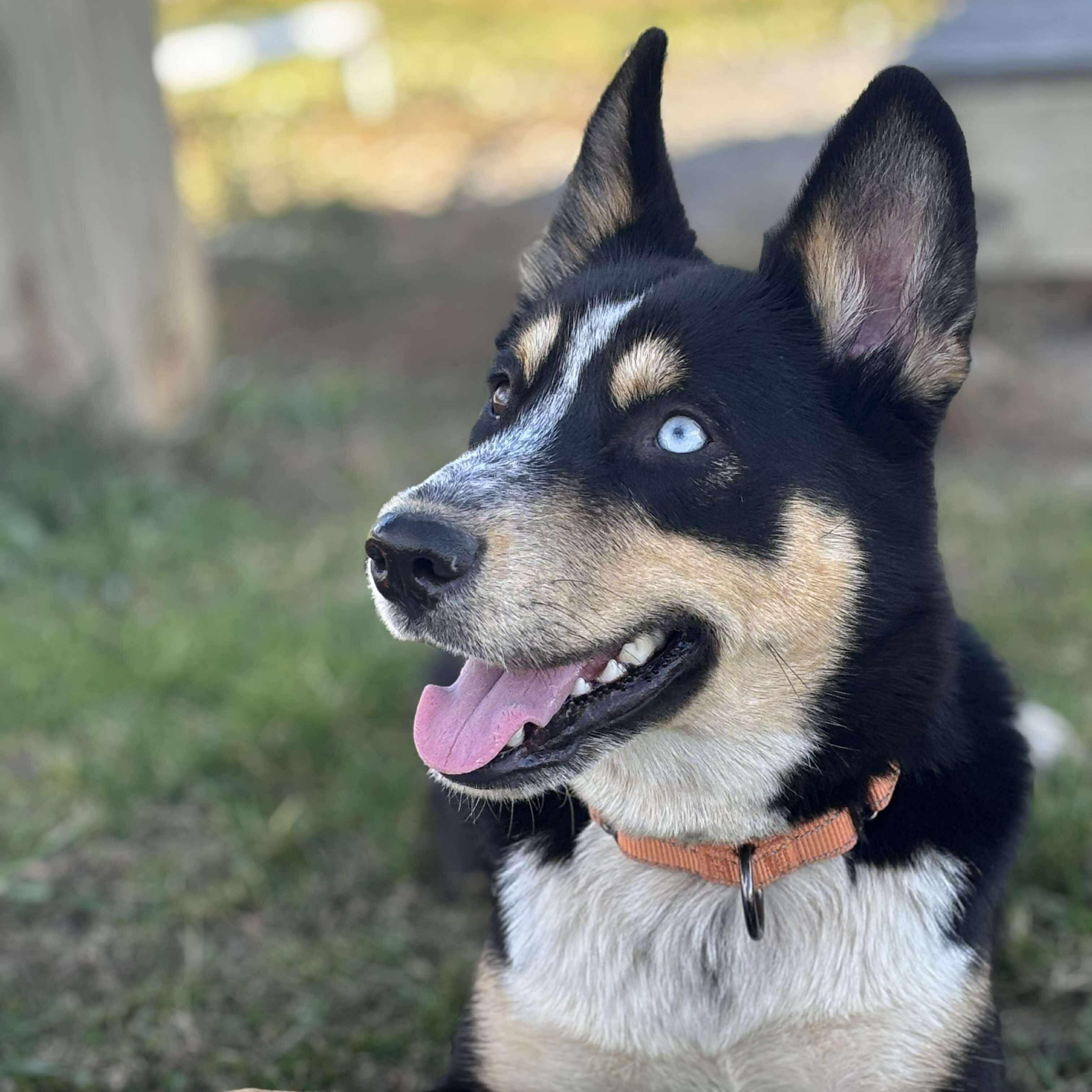 Enlarge Trinity, a Adopted Mixed Breed in Tioga, PA image 5/6