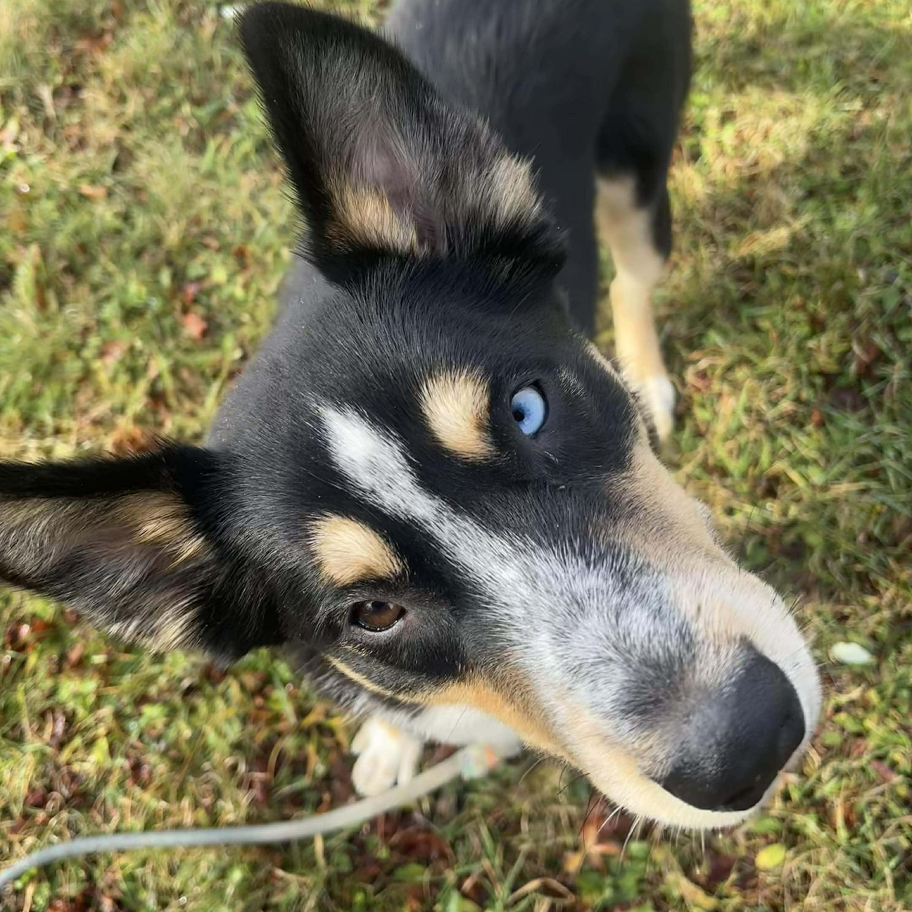Enlarge Trinity, a Adopted Mixed Breed in Tioga, PA image 6/6