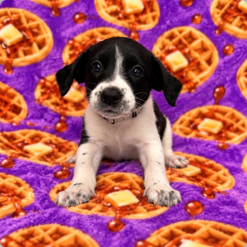 Waffle, Adoptable, Puppy Female German Wirehaired Pointer & English Springer Spaniel.
