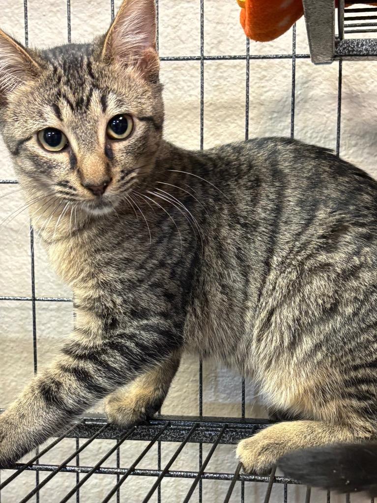 Paul, Adoptable, Young Male Domestic Short Hair.