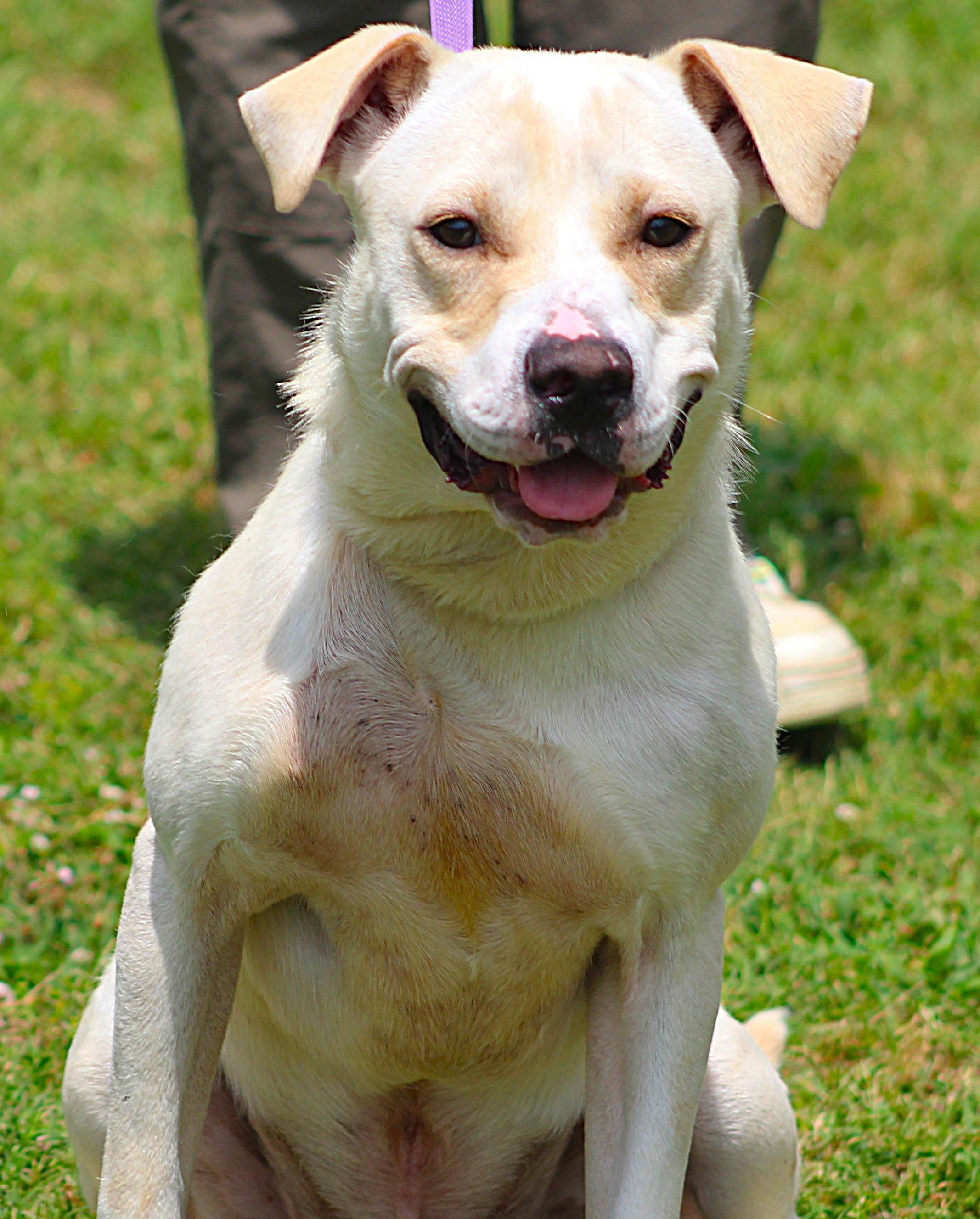 King, an adopted Labrador Retriever in Conway, AR image 4/4