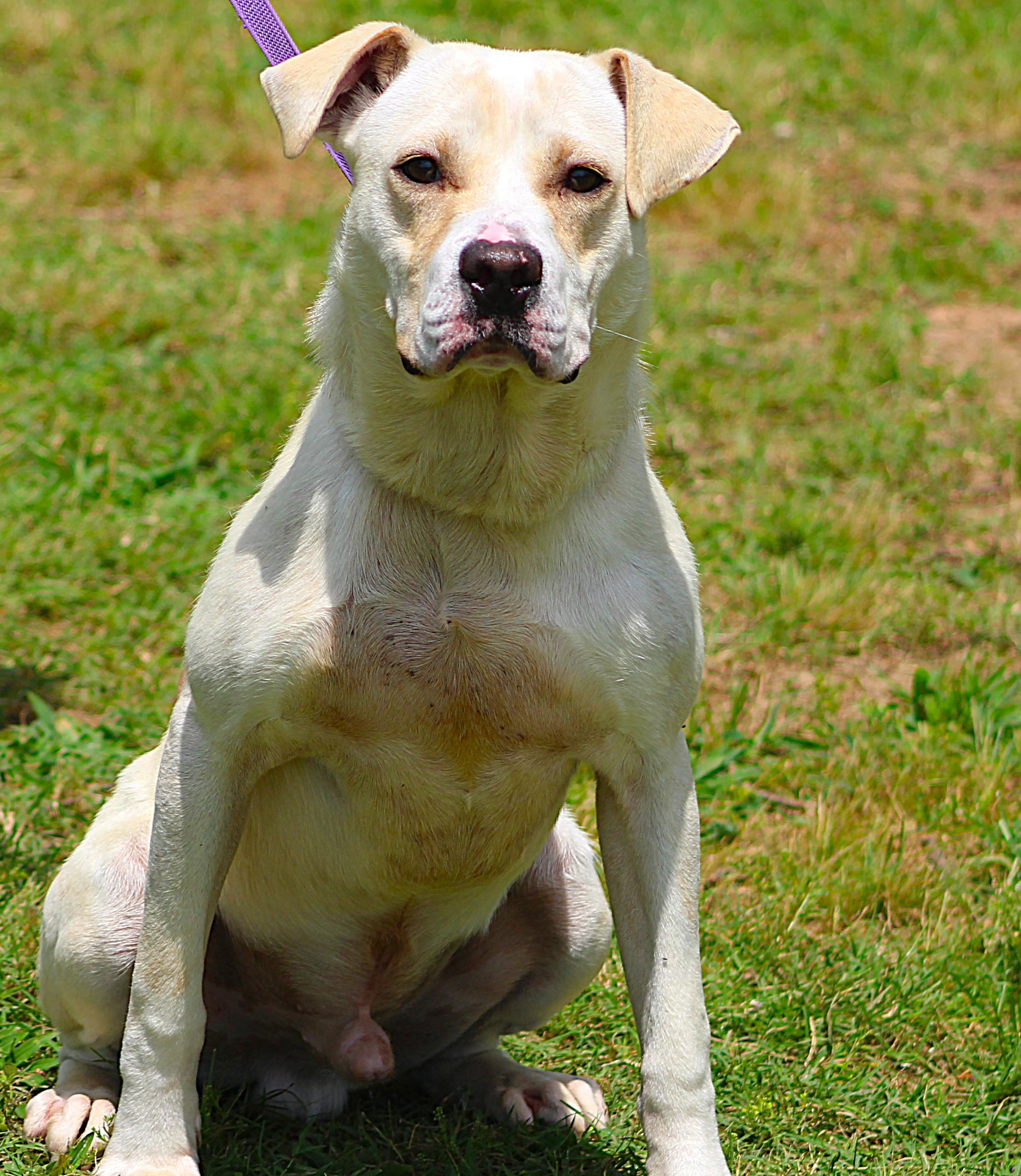 King, an adopted Labrador Retriever in Conway, AR image 2/4