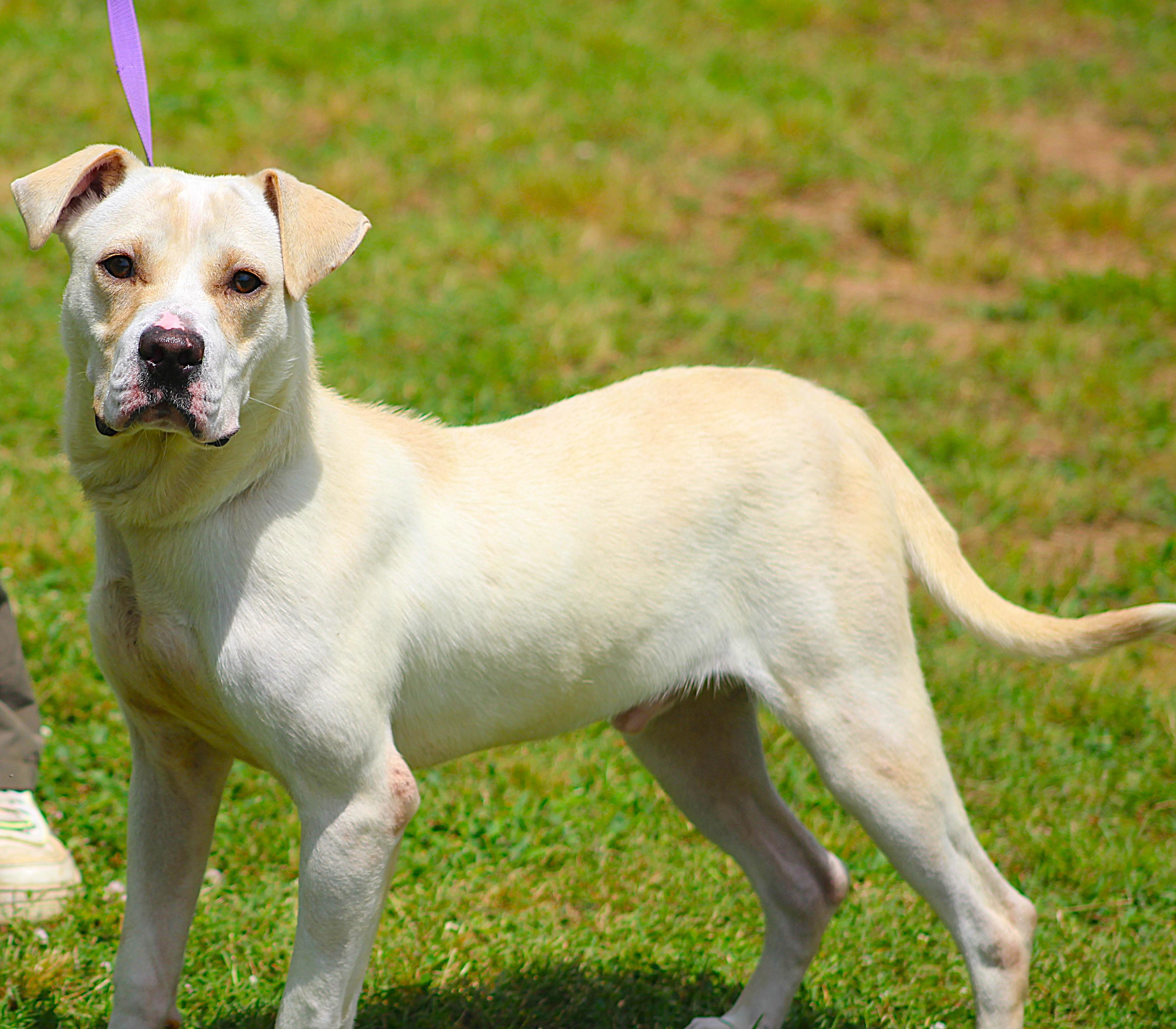 King, an adopted Labrador Retriever in Conway, AR image 3/4