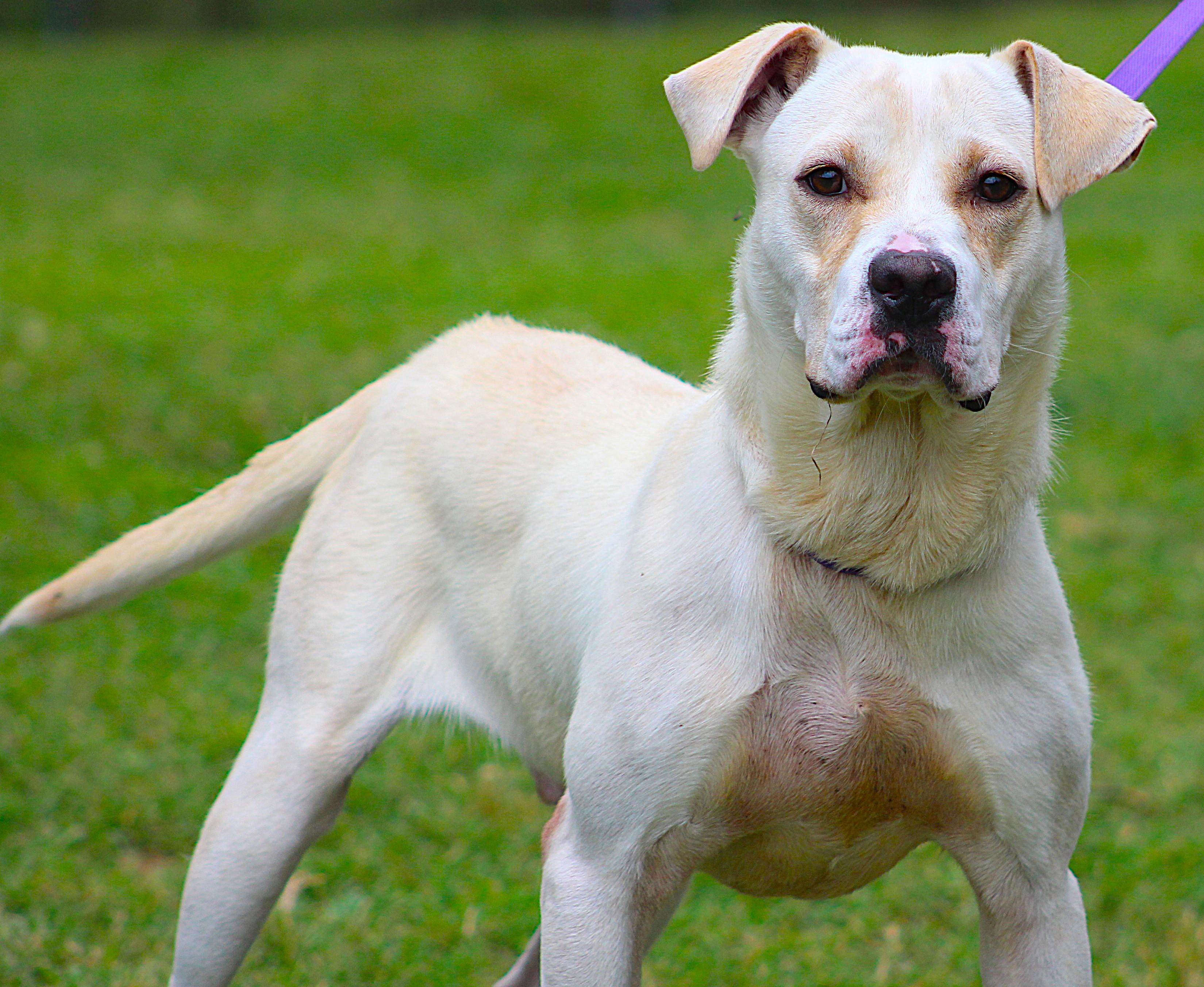 King, an adopted Labrador Retriever in Conway, AR image 1/4