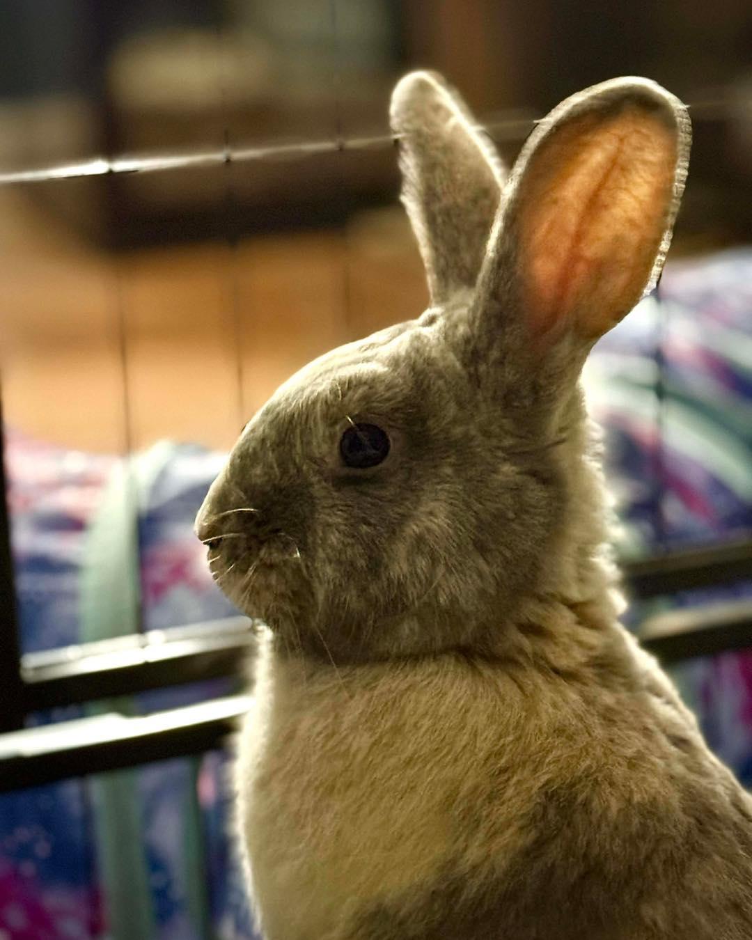 Paddington, an adopted Bunny Rabbit in Norway, ME image 4/5