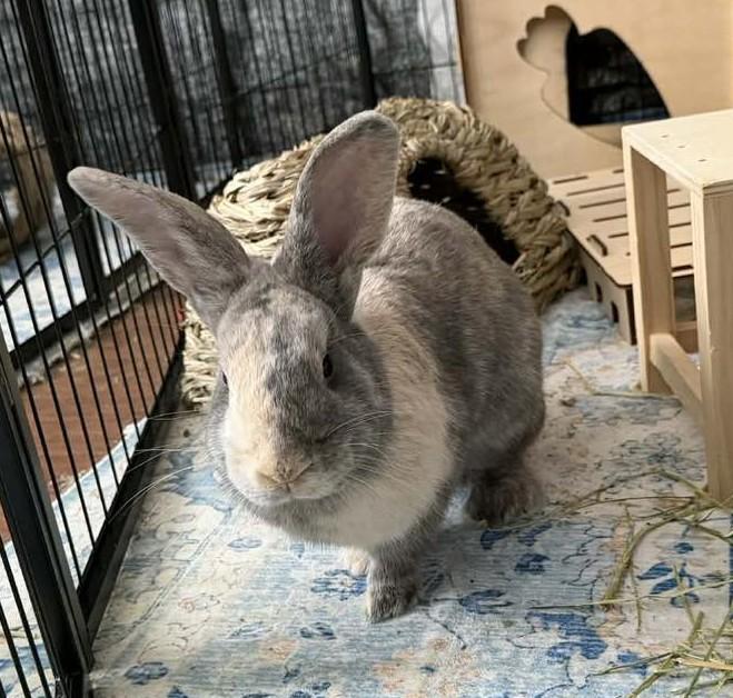 Paddington, an adopted Bunny Rabbit in Norway, ME image 1/5