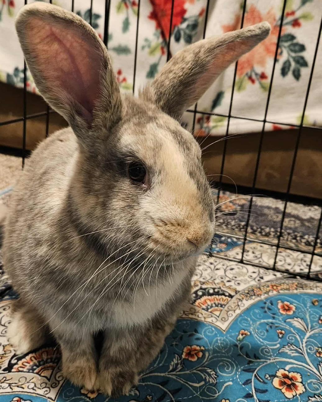 Paddington, an adopted Bunny Rabbit in Norway, ME image 5/5