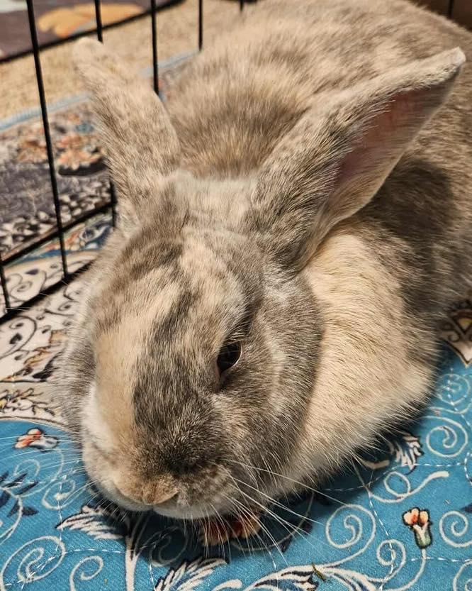 Paddington, an adopted Bunny Rabbit in Norway, ME image 3/5