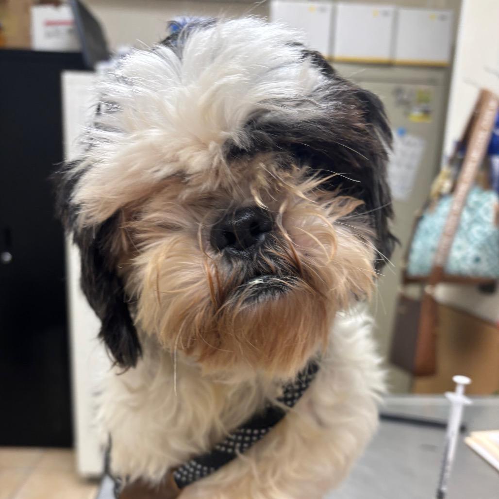 Pecan, Adoptable, Adult Male Shih Tzu.