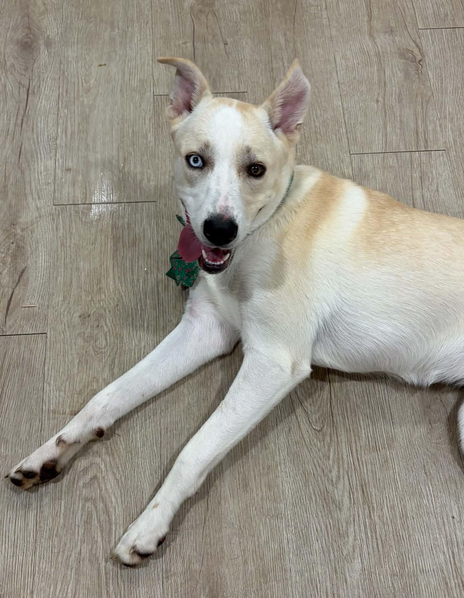 Enlarge Miss Pickle, a ADOPTABLE mixed breed in Lawrenceville, GA image 2/4